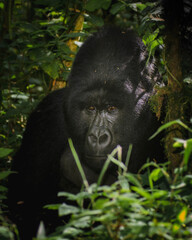 Mountain Gorilla Silverback 
