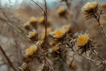 Obraz premium close up dry thistle plant growing in the autumn field with bokeh. autumn background with Soft selective focus