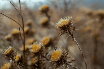 Obraz premium close up dry thistle plant growing in the autumn field with bokeh. autumn background with Soft selective focus