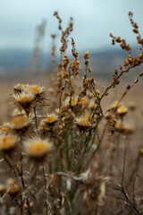 close up dry thistle plant growing in the autumn field with bokeh. autumn background with Soft selective focus