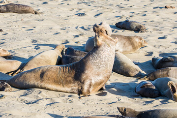 Bull Elephant Seal on San Simeon Beach - California