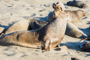Bull Elephant Seal on San Simeon Beach - California