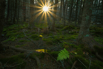 Sun Rays Shining into forest