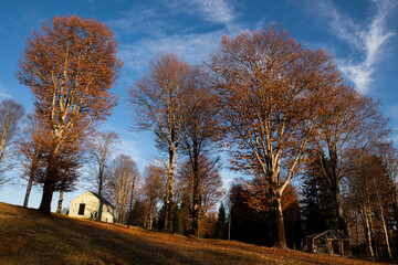 autumn landscape with trees