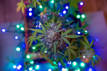 Marijuana cannabis plant with garland spots of color light on background. Christmas holiday tree concept of medical weed plant with trichomes. Focus on the flower in foreground. Top view.