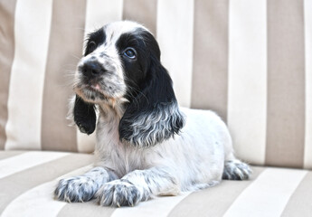 English Cocker Spaniel Blue Roan puppy