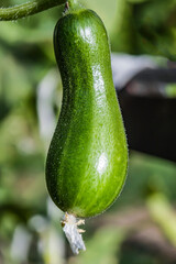 Green cucumber in the garden in the shade. Close-up.