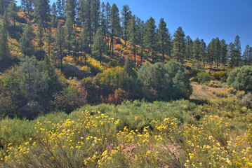 Northern Arizona landscape