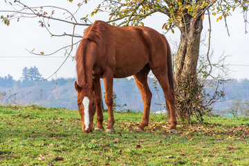 Brown horse in the paddock while eating