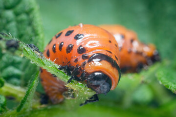 Colorado potato beetle larvae eats potato leaves, damaging agriculture