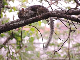 Brown squirrel