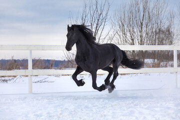 Fototapeta na wymiar The black Frisian mare gallops freely in the levada on the farm