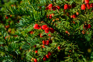 Red berries growing on evergreen yew tree in sunlight, European yew tree