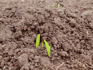 
 Сохранить
Скачать изображение для предпросмотра
Nature warn background with corn green small sprouts at ground, new life concept, growing organic vegetables