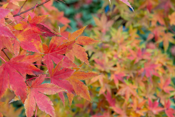 red maple leaves