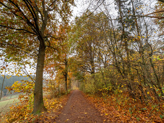 Autumn Bavarian Forest walk to enjoy the red and orange colors