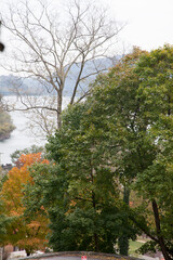 Fall Trees in full color