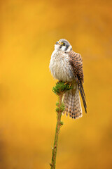 The American kestrel (Falco sparverius), also called a sparrow hawk is the smallest and most common falcon in North America.