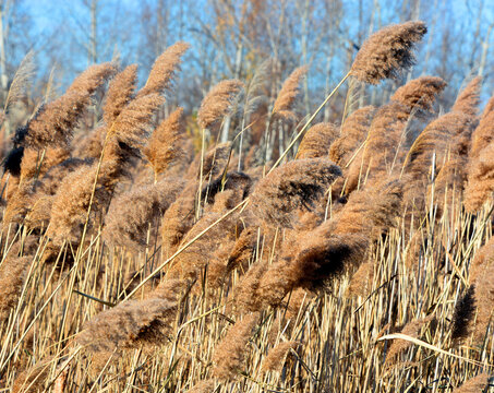 Fall landscape Glyceria maxima, also known as Great Manna Grass, Reed Mannagrass, and Reed Sweet-grass, growing near the water