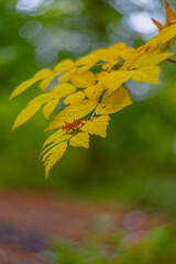 Yellow leaves changing of season
