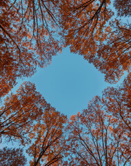 Autumn Trees Background Diamond