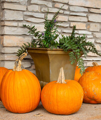 Pumpkins with the green plant