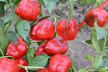 The fruits of sweet pepper ripened on the bush