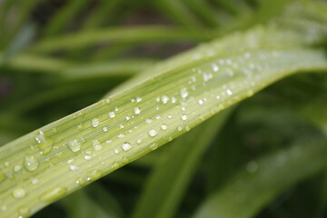 Obraz na płótnie Canvas green leaves with water drops
