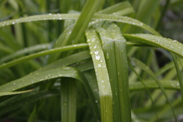 green leaves with water drops