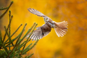 The American kestrel (Falco sparverius), also called a sparrow hawk is the smallest and most common...