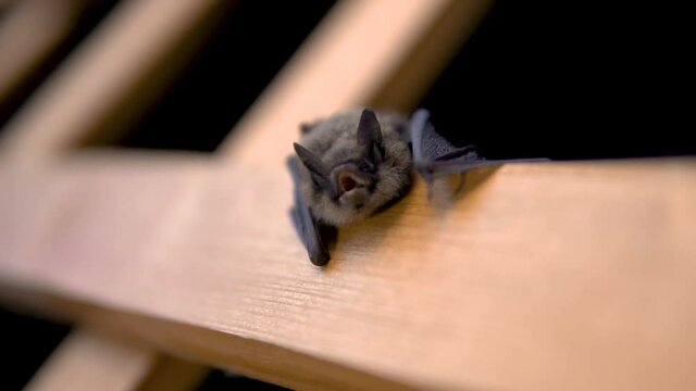 Angry bat opens his mouth. Slow motion.