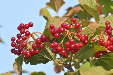 Guelder rose (Viburnum opulus) berries ripen on the branch of the bush