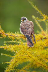 The American kestrel (Falco sparverius), also called a sparrow hawk is the smallest and most common falcon in North America.