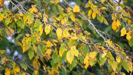 Feuille Automne Orange