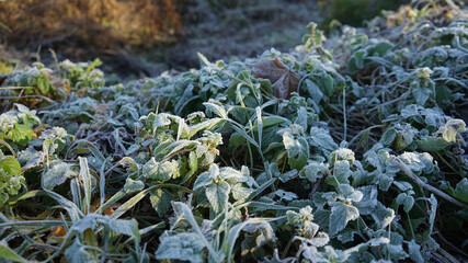 Frozen green grass. Macro. Winter. 