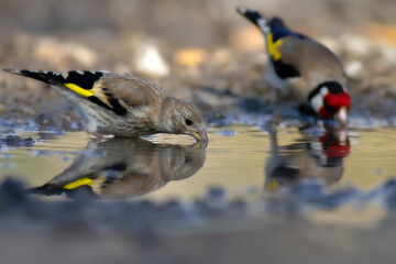 Drinking water. European Goldfinch. Nature background.