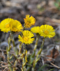 In nature, bloom early spring plant coltsfoot (Tussilago farfara)