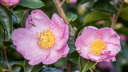 Fototapeta premium Fleur Rose Jaune