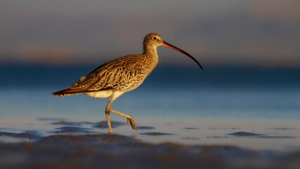 Eurasian Curlew. Colorful nature background. 