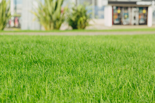 Grassy yard deals