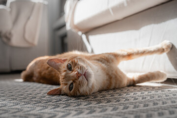 gato atigrado de color marrón con ojos verdes acostado en la alfombra, mira a la cámara