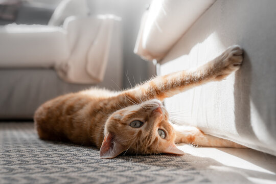 gato atigrado de color marrón con ojos verdes acostado en la alfombra, araña el sofa con las uñas