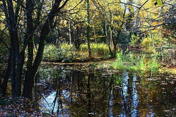 Shallow autumn pond with water plants, colorful autumn trees and small island with birch tree group in center. Early november daylight sunshine. 