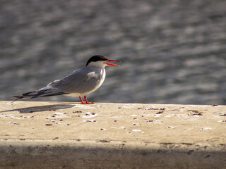 A common tern, Sterna hirundo, perches on a the side of the Leeds to Liverpool canal in Leeds, UK.