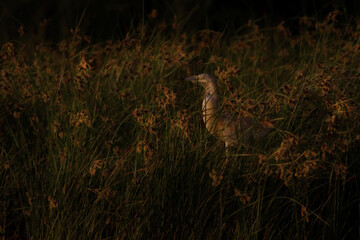 Squacco Heron. Lake nature background.