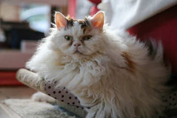 Portrait of Selkirk Rex cat relaxing at home on pet bed