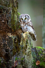 The boreal owl (Aegolius funereus) is a small owl. In Europe, it is typically known as Tengmalm's owl