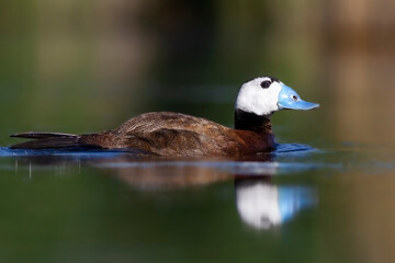 White headed duck. Green lake background.