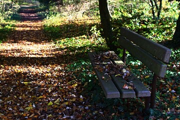 Bench and pathway covered with autumn leaves in park during fall season. Afternoon november sunshine. 