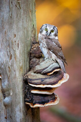 The boreal owl (Aegolius funereus) is a small owl. In Europe, it is typically known as Tengmalm's owl